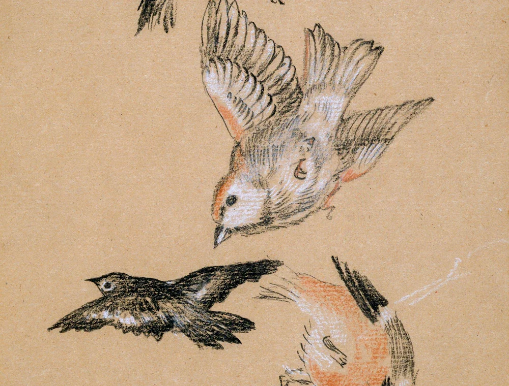 Three birds, ink and wash on toned paper