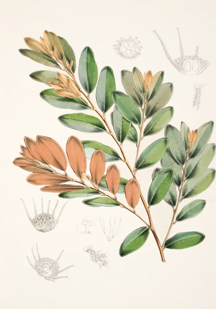 Branch with leaves, botanical watercolour